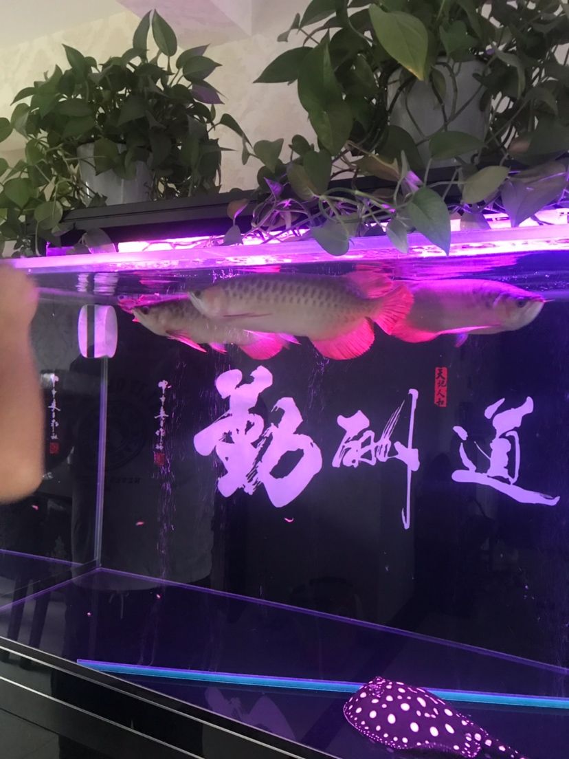 在來三條龍魚圈