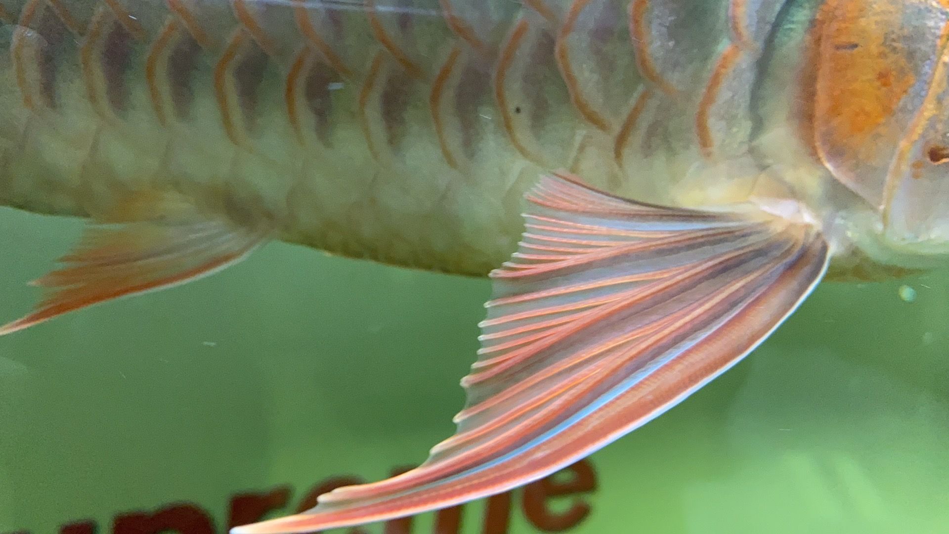 龍魚身上有黑點各位魚友幫忙看看