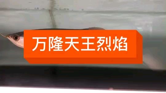 寧波觀賞魚市場晚安睡覺之前欣賞一下