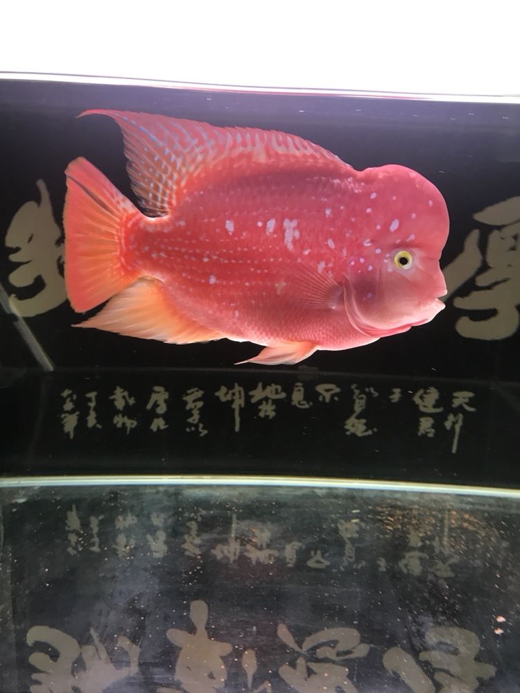 延邊朝鮮族自治州觀賞魚市場曬曬我的羅漢 觀賞魚市場（混養(yǎng)魚） 第7張