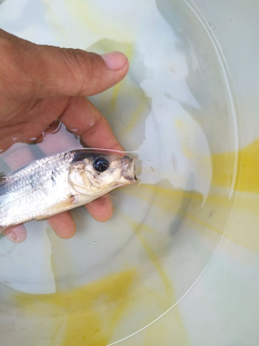 這魚的嘴是咋回事了 帝王迷宮魚 第2張