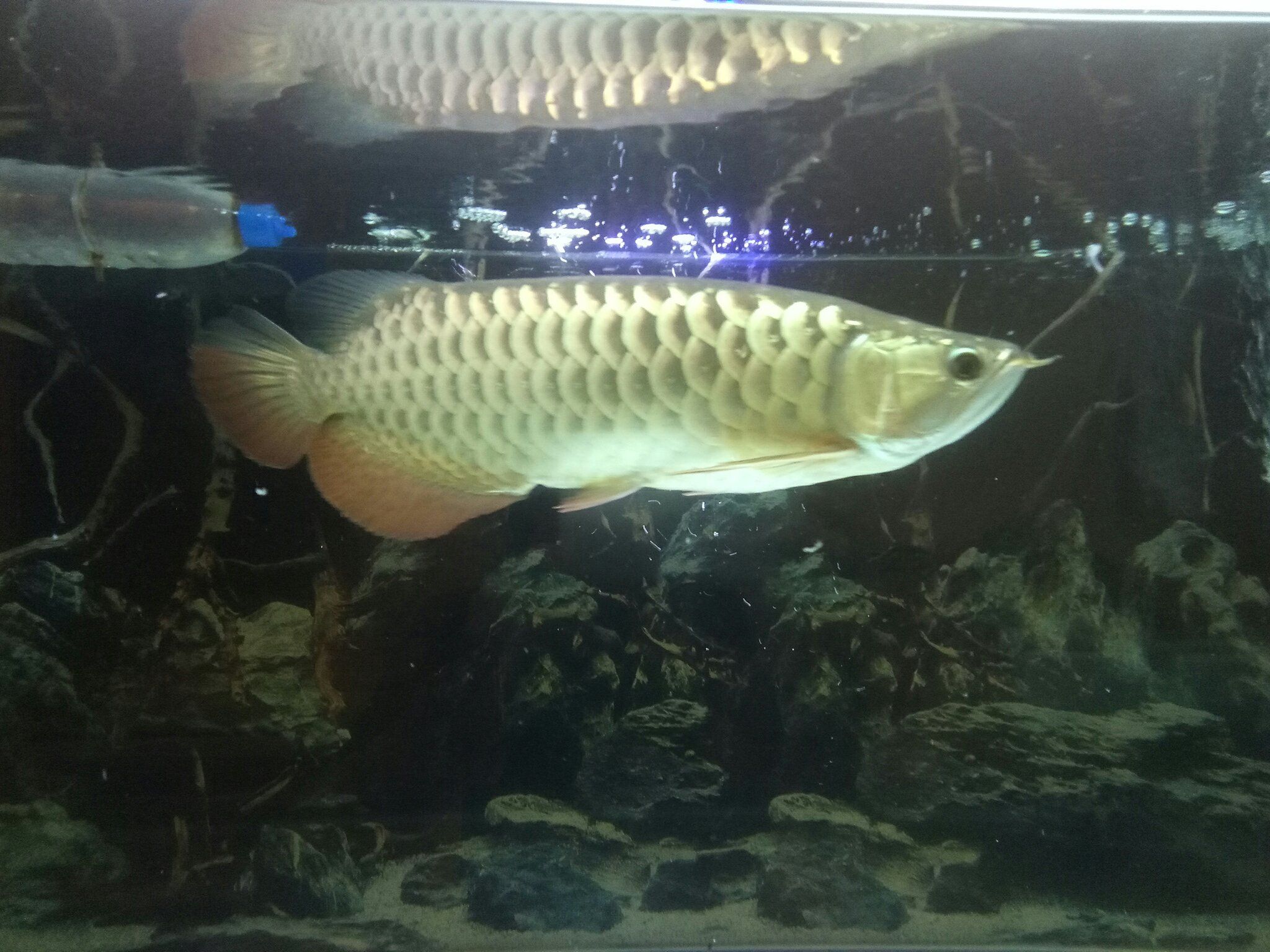 哈爾濱水族館沒啥變化除了眼睛 委內(nèi)瑞拉奧里諾三間魚苗 第1張