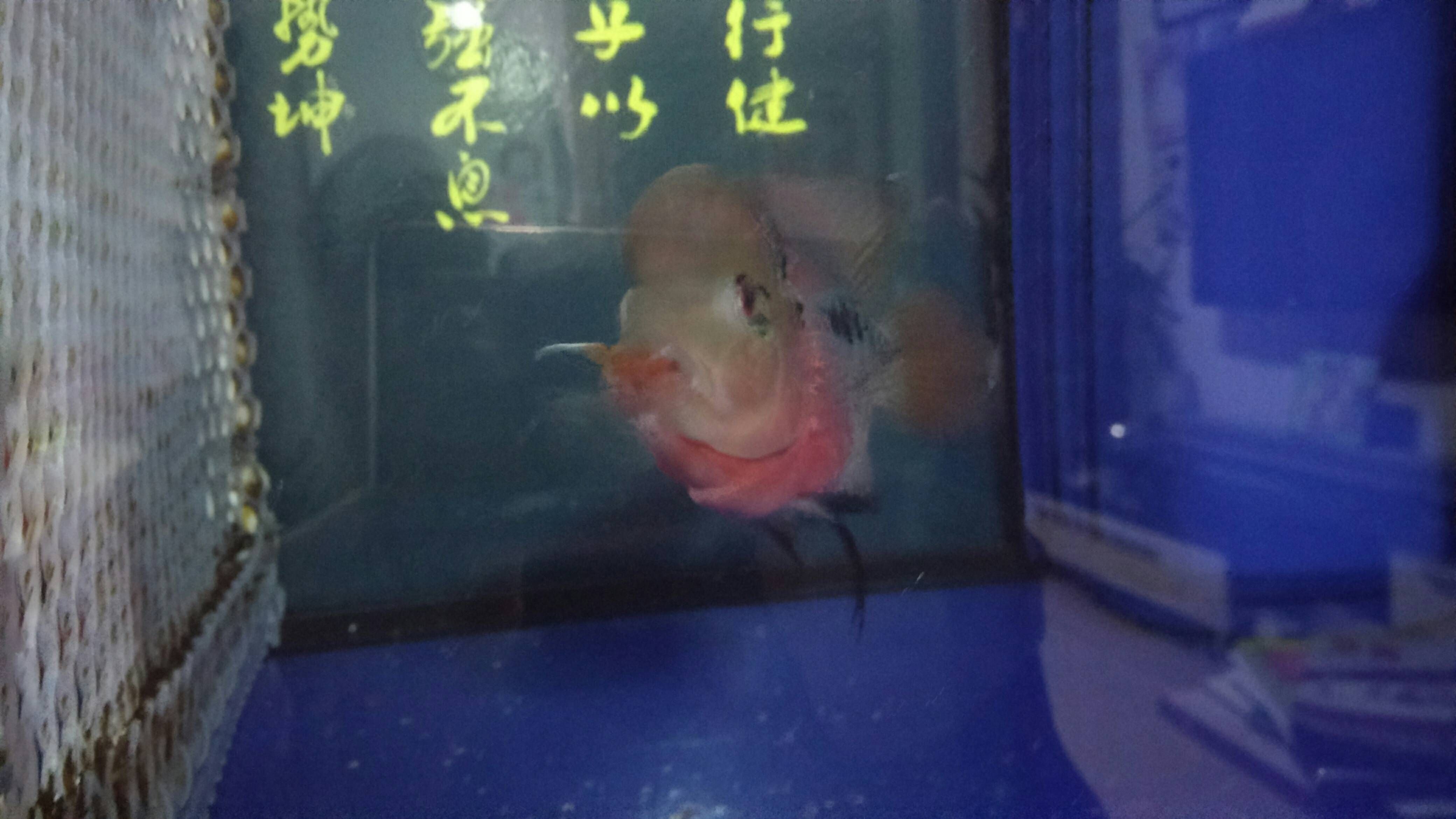 麗江水族館貪吃的小羅 古典過背金龍魚 第5張