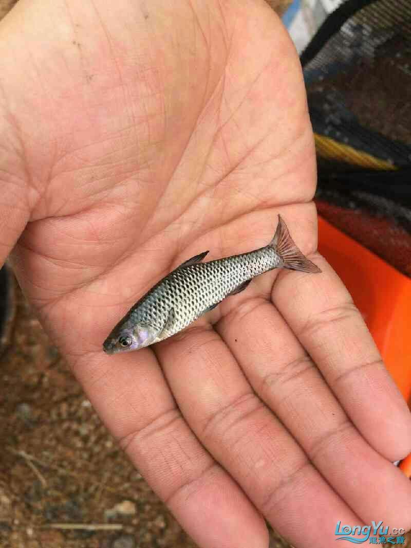 看看這是啥魚(yú)給龍撈的小魚(yú)魚(yú)嘴旁邊都有小刺 南美異型魚(yú) 第4張