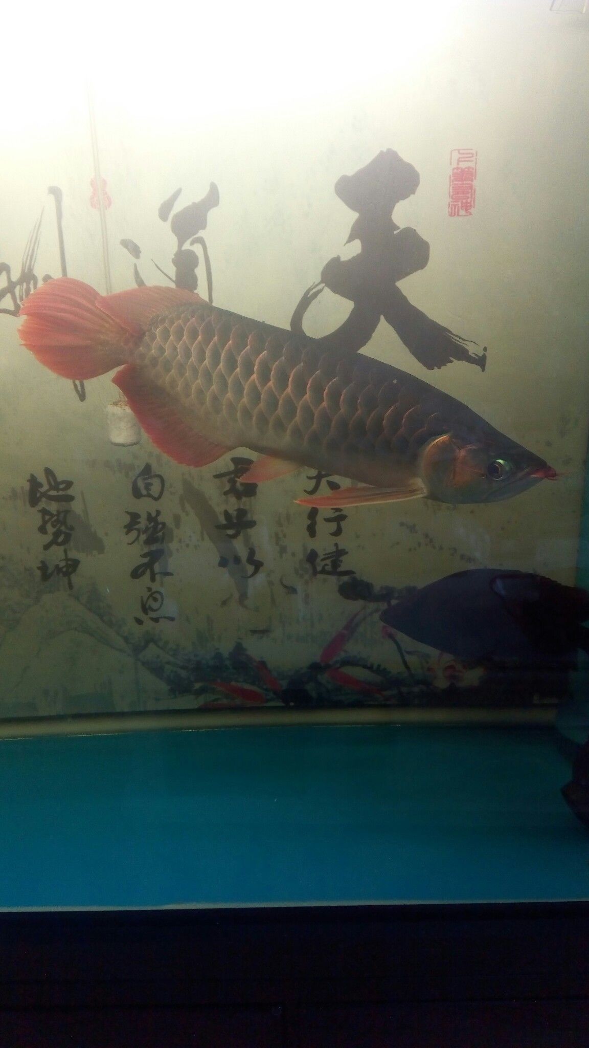 早起喂魚(yú)