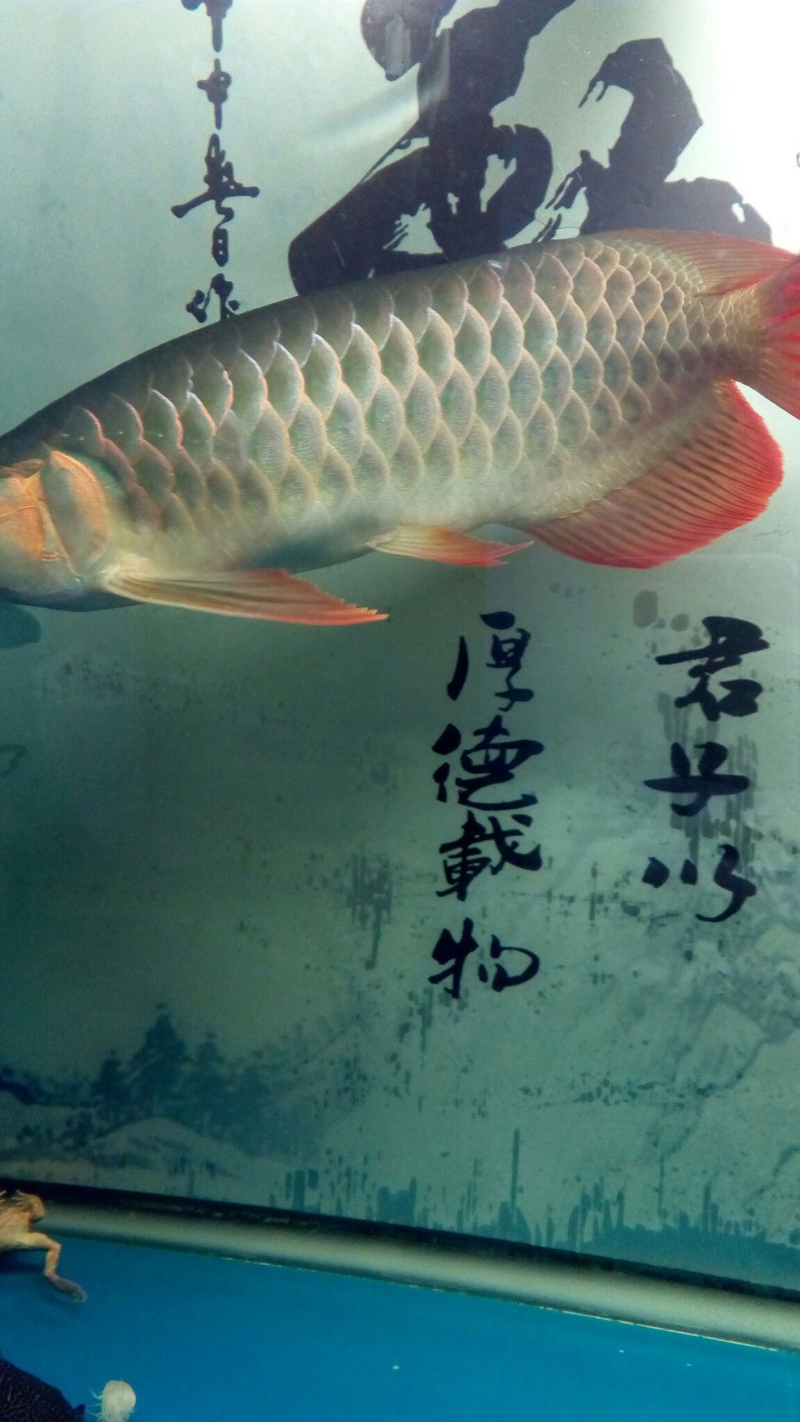 早起喂魚(yú)