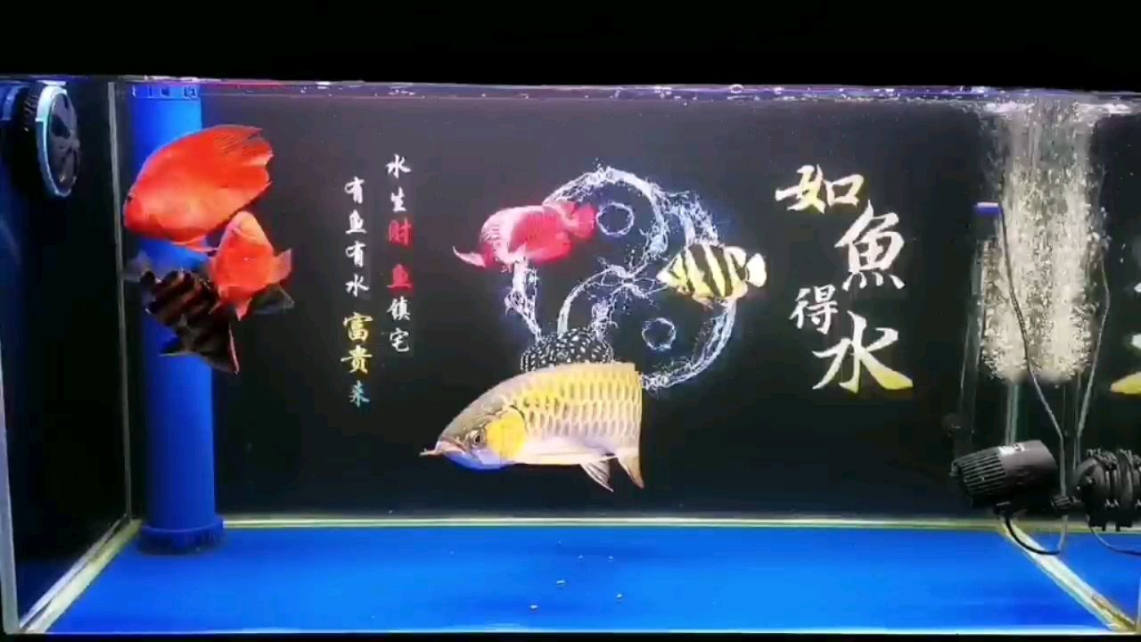 保定觀賞魚市場今天最后記錄打卡