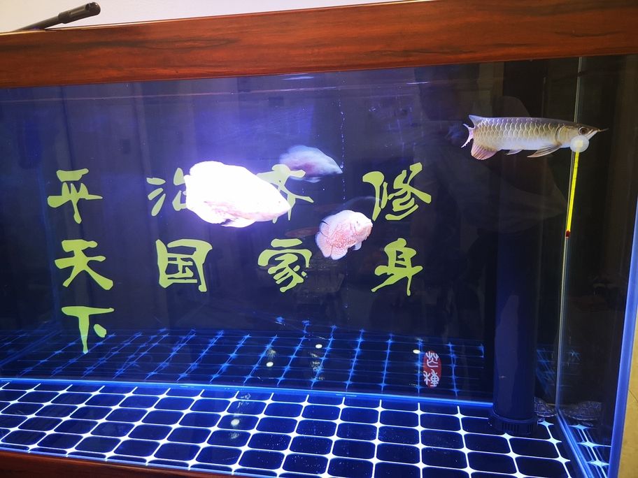 魚已進(jìn)窩龍魚圈