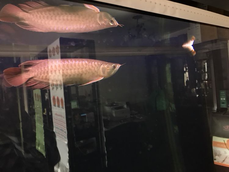 淮南水族館到家整五個月了 雪龍魚 第4張