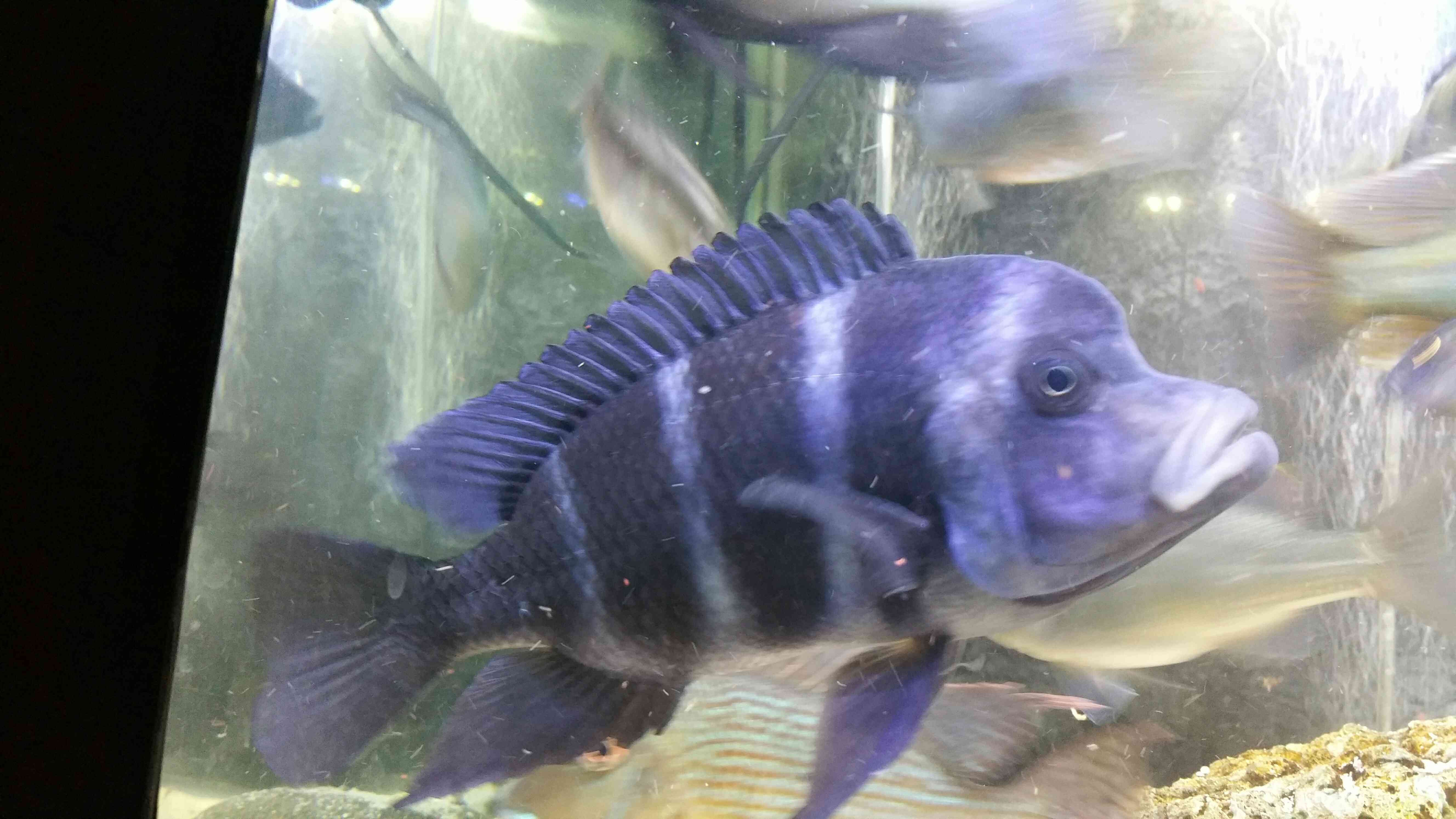 蘇州水族館這大頭