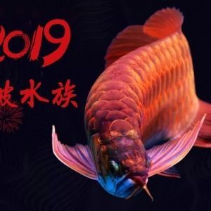 來(lái)賓觀賞魚(yú)市場(chǎng)629福利送送送