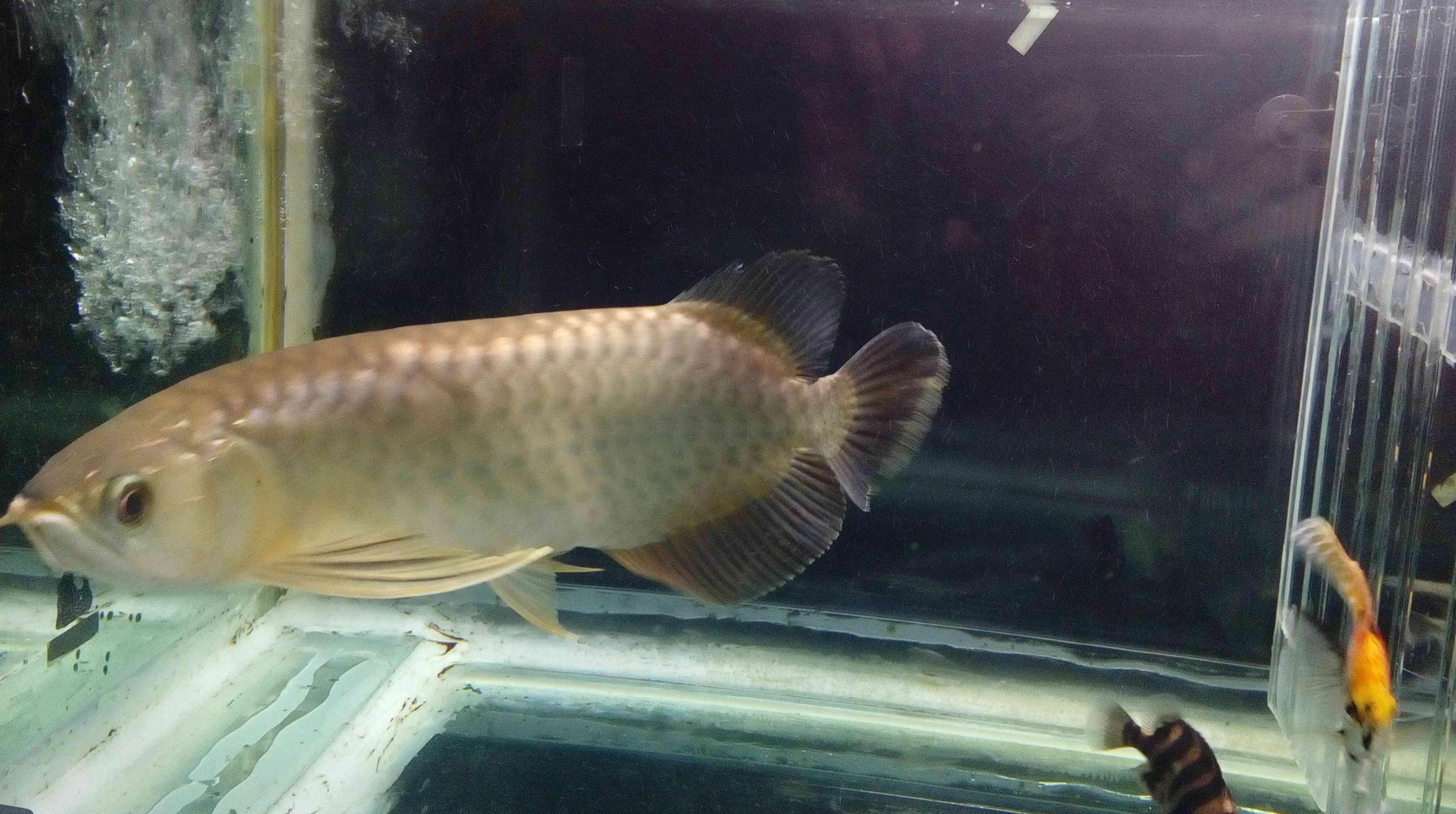 常州水族館再試雙龍混養(yǎng) 三色錦鯉魚 第2張