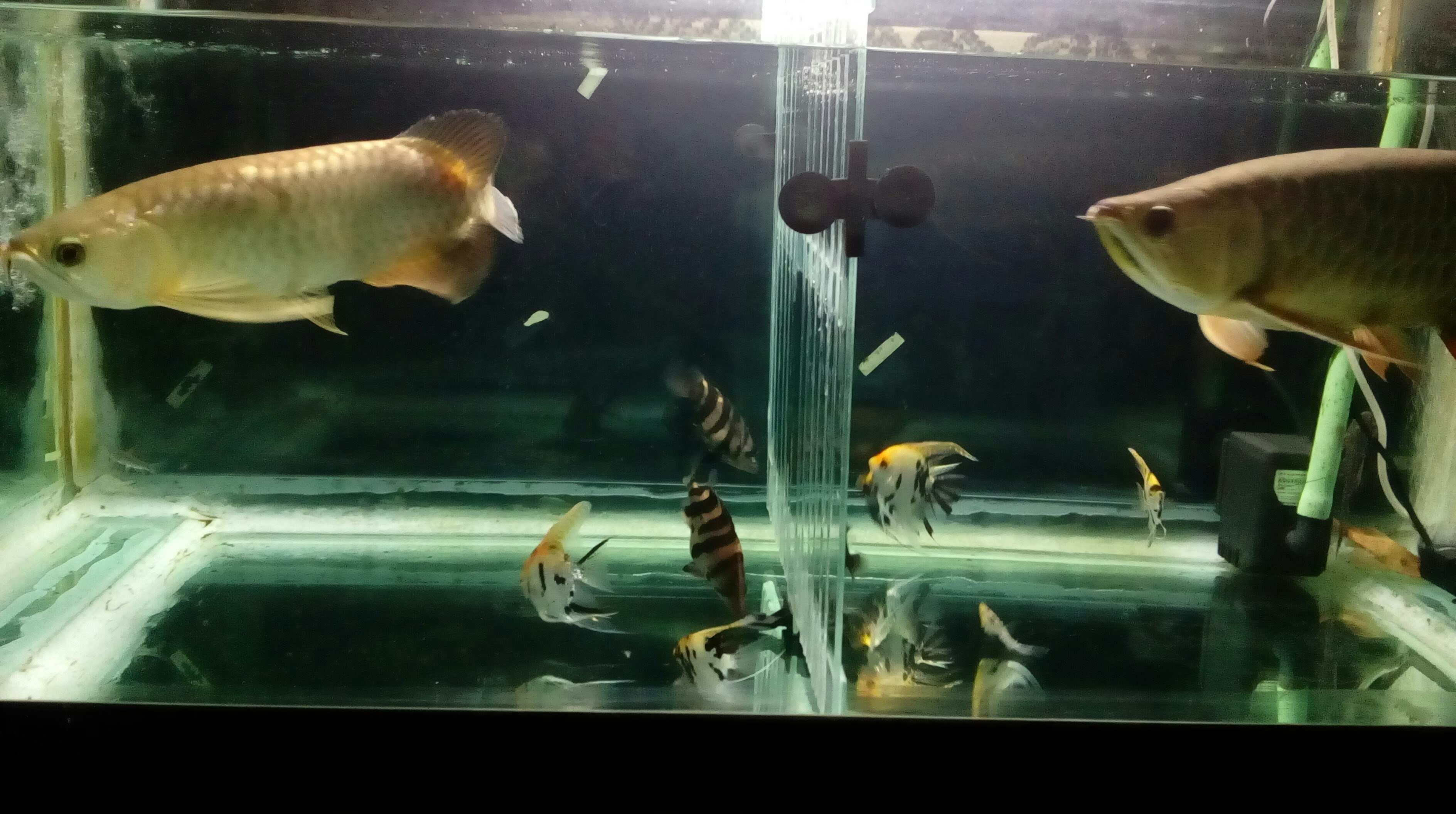 常州水族館再試雙龍混養(yǎng) 三色錦鯉魚 第3張