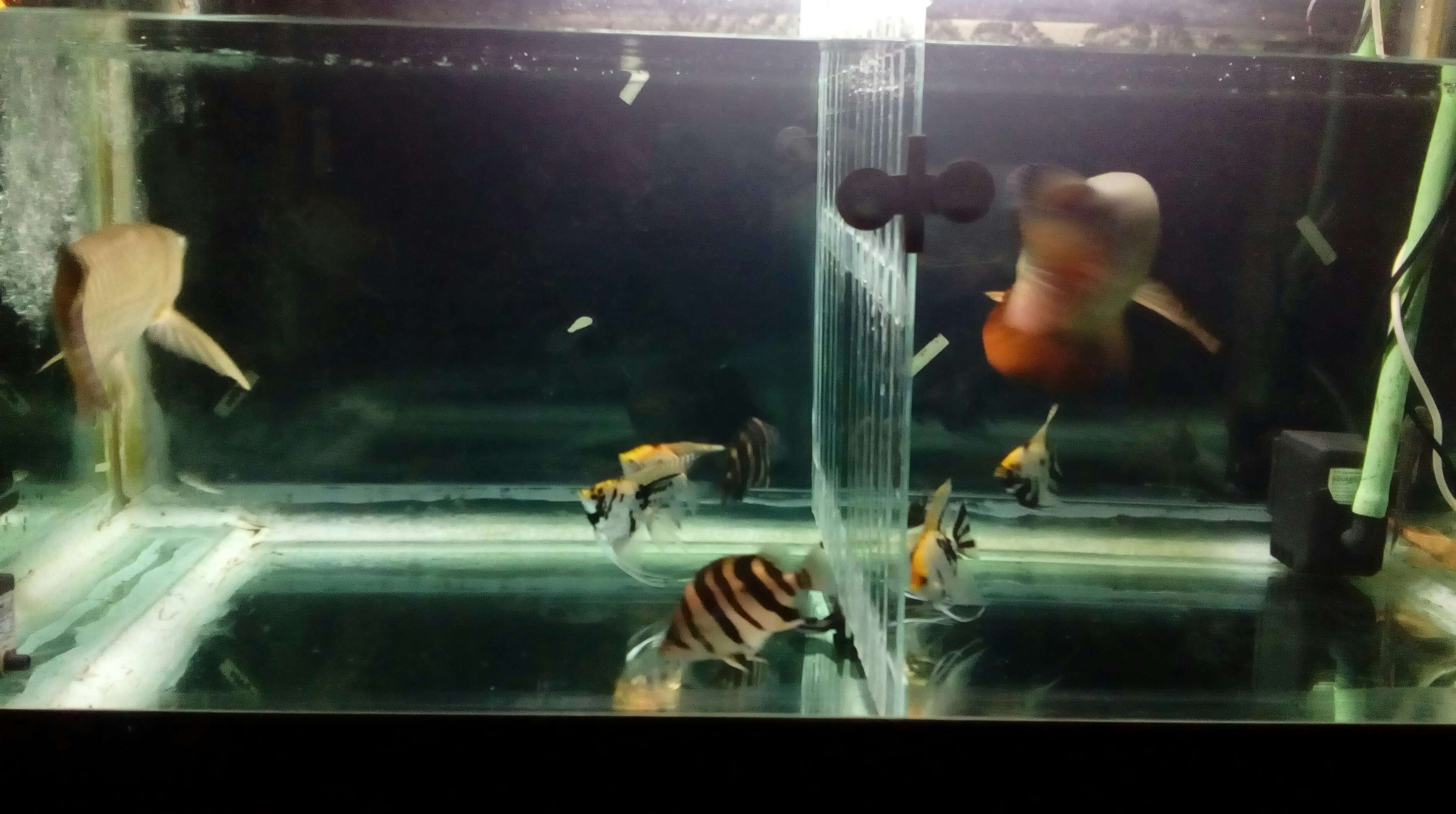 常州水族館再試雙龍混養(yǎng) 三色錦鯉魚 第4張