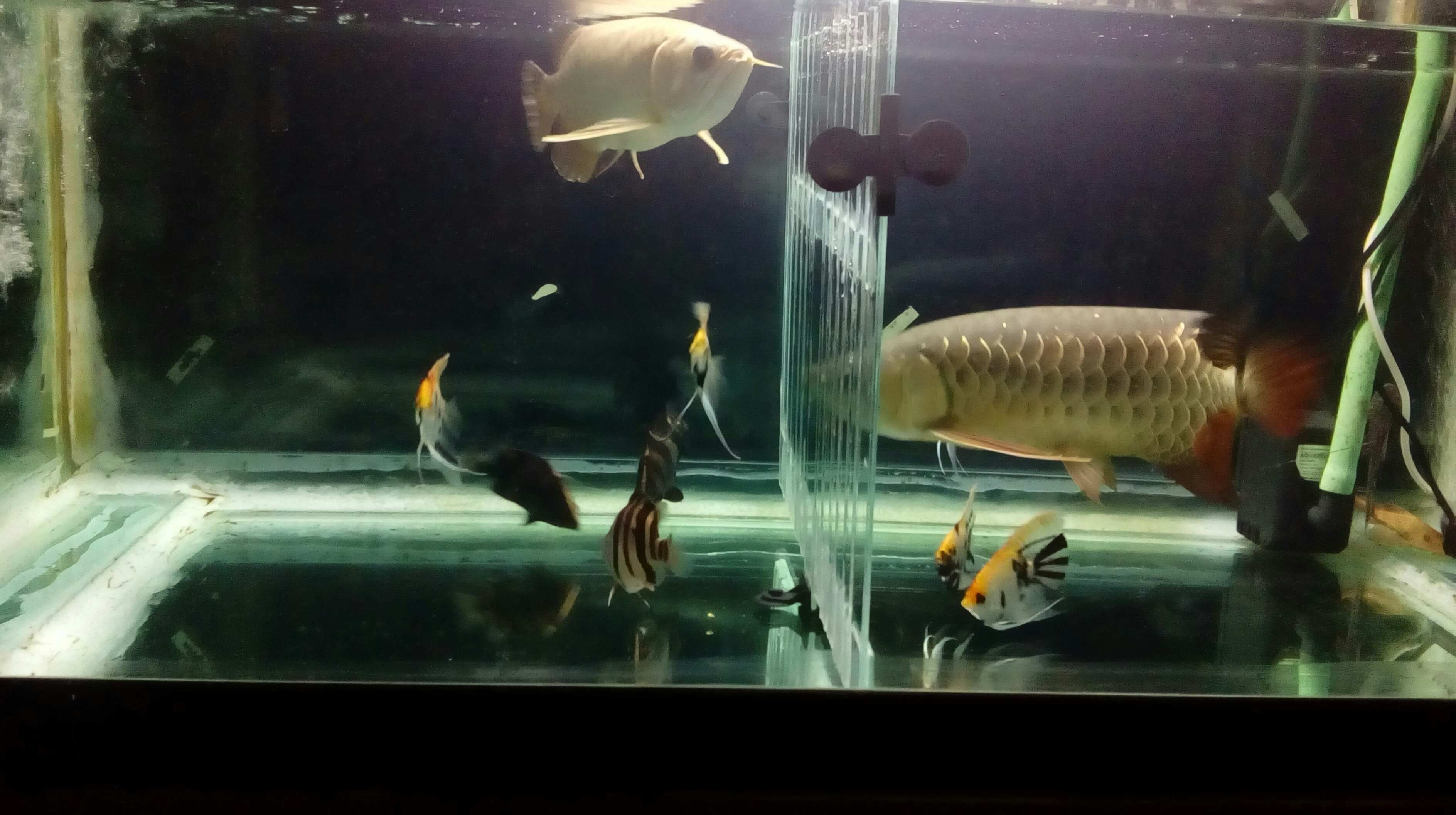 常州水族館再試雙龍混養(yǎng) 三色錦鯉魚 第6張