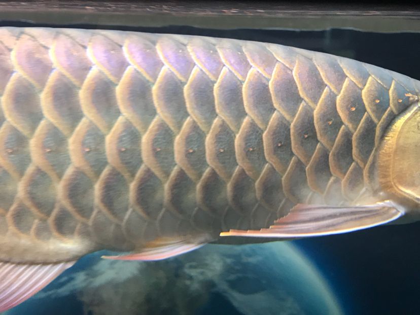 背部鱗片縫隙里的污垢 龍魚(yú)芯片掃碼器 第5張