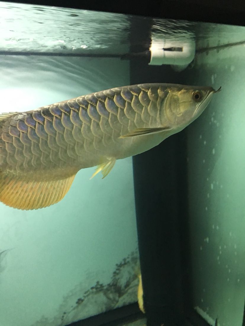 大同水族館無聊拍拍