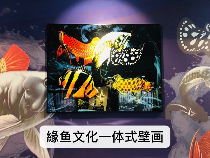 緣魚文化水族傳媒 紅頭利魚 第2張