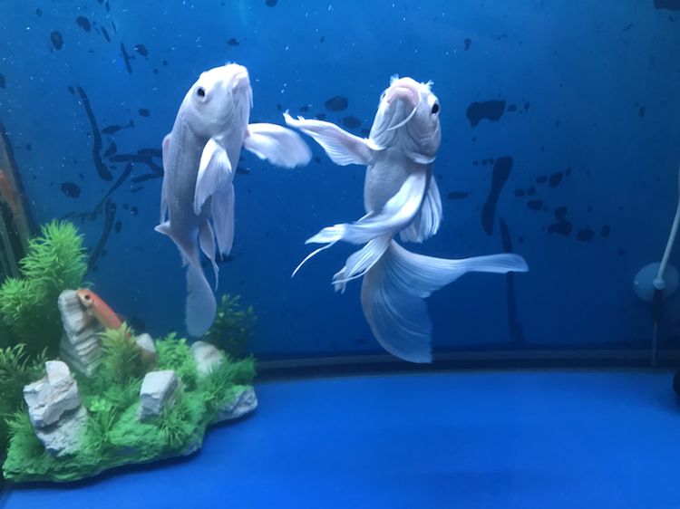 臨汾水族館多多指教