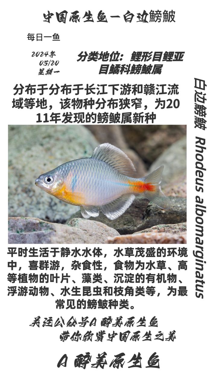 白邊鰟鮍（分布在長江下游和贛江流域等） 觀賞魚論壇