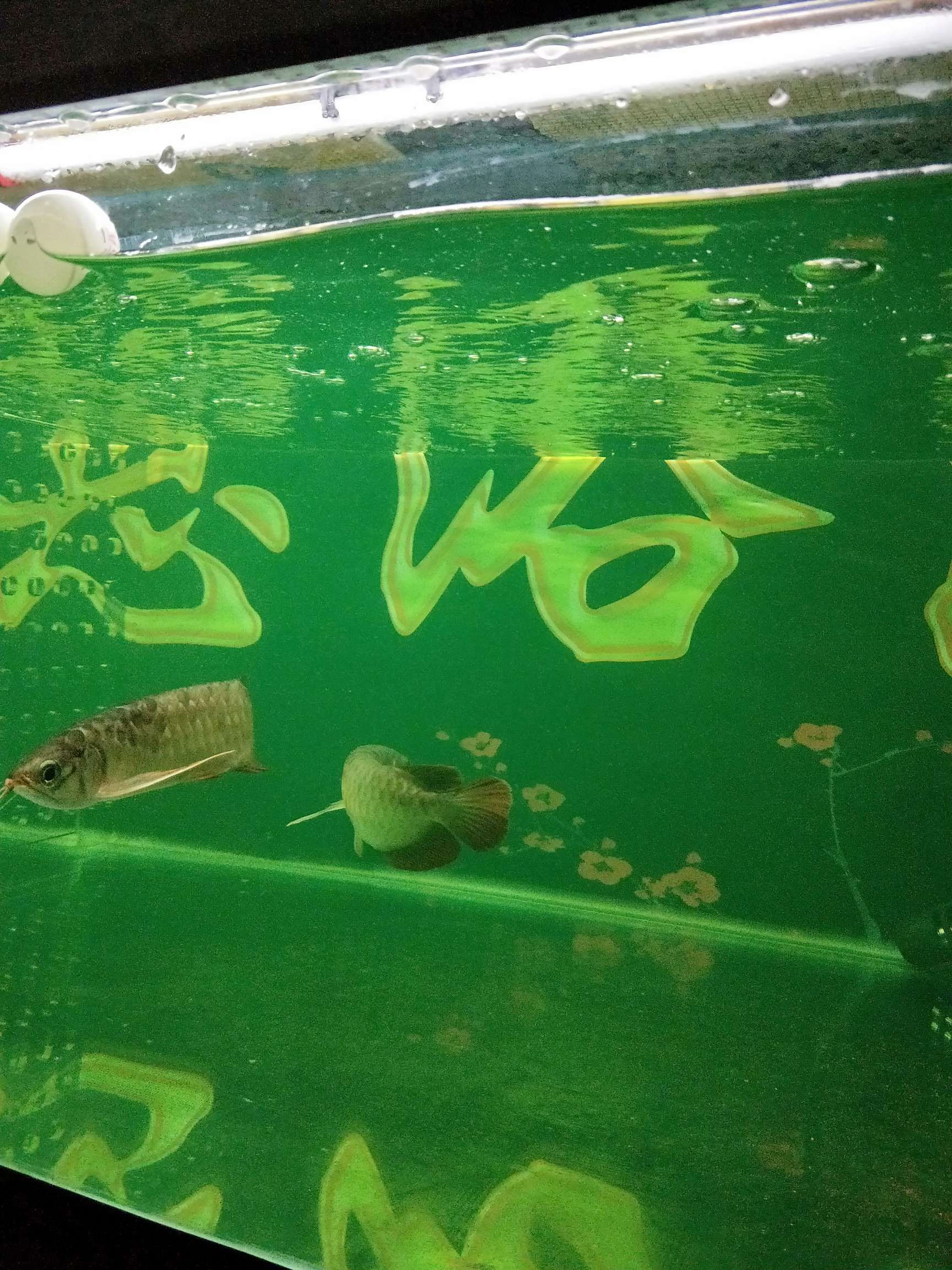 錫林郭勒盟水族館三龍混養(yǎng)心酸