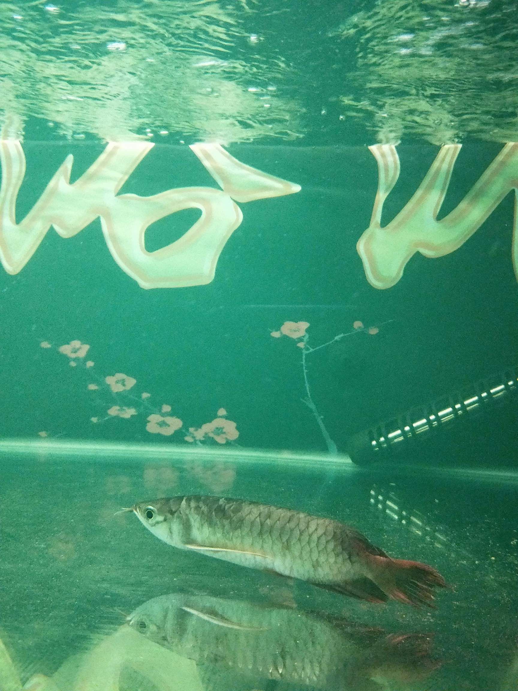 錫林郭勒盟水族館三龍混養(yǎng)心酸