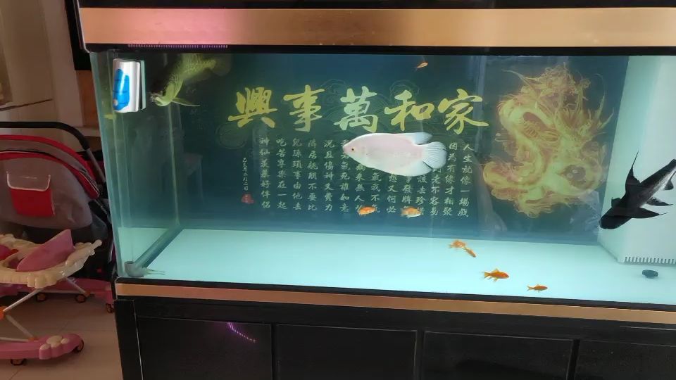 樂山水族館換缸了養(yǎng)了2天水金龍試水 過背金龍魚 第2張