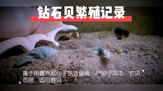 鉆石貝繁殖了 藍(lán)底過背金龍魚 第2張