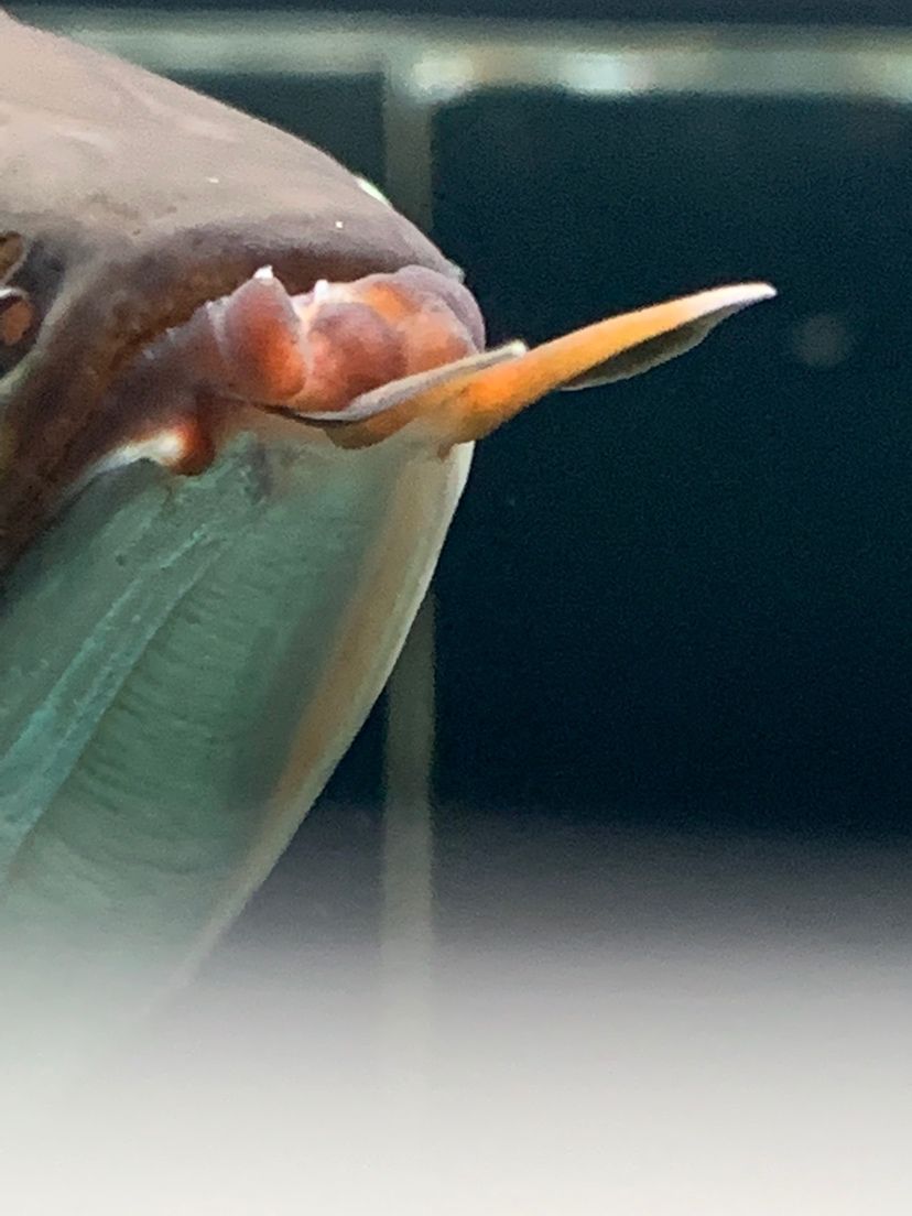 龍魚(yú)撞傷 新加坡號(hào)半紅龍魚(yú)（練手級(jí)紅龍魚(yú)） 第4張