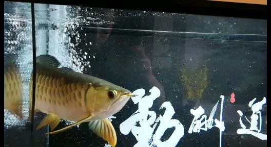 雖然只是個高背但狀態(tài)一直不錯 黑桃A魚 第2張