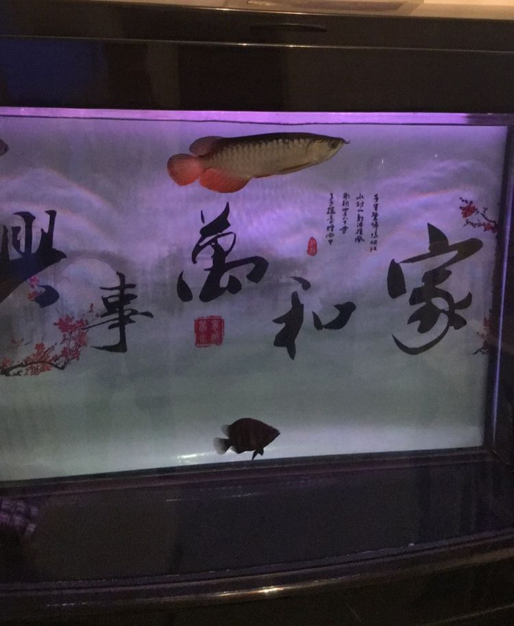 魚缸里邊有很多小氣泡怎么消除？ 朱巴利魚 第4張