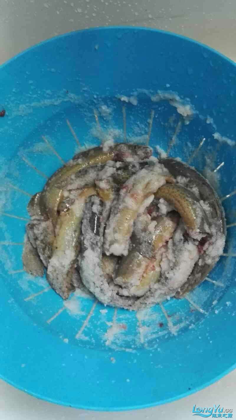 張家界觀賞魚市場龍魚主食泥鰍消毒去寄生蟲做法 觀賞魚市場（混養(yǎng)魚） 第7張