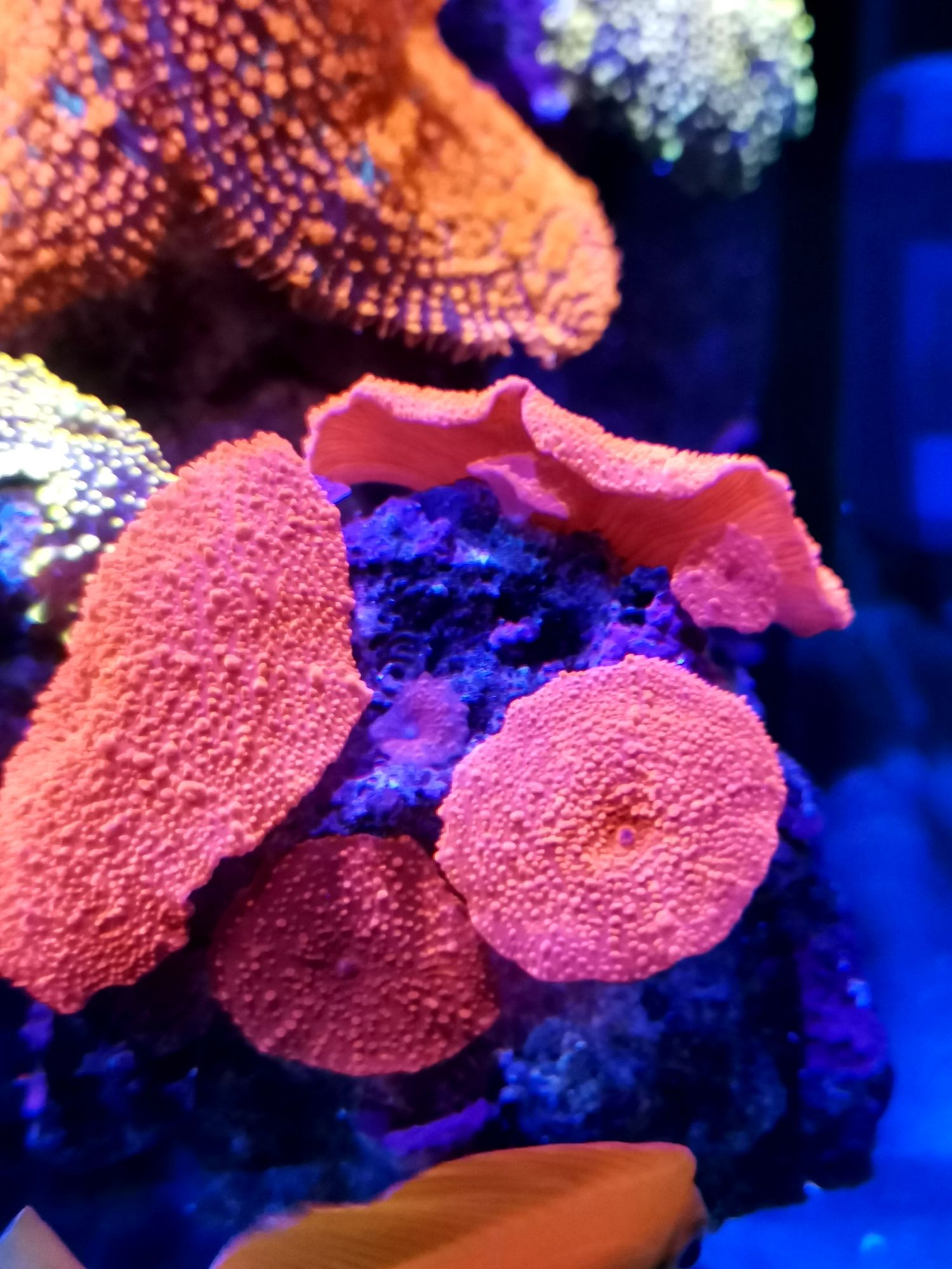 定西水族館一頭發(fā)展到八頭