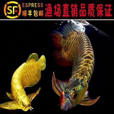 金龍魚寫真照片大全（關于金龍魚的寫真照片大全）