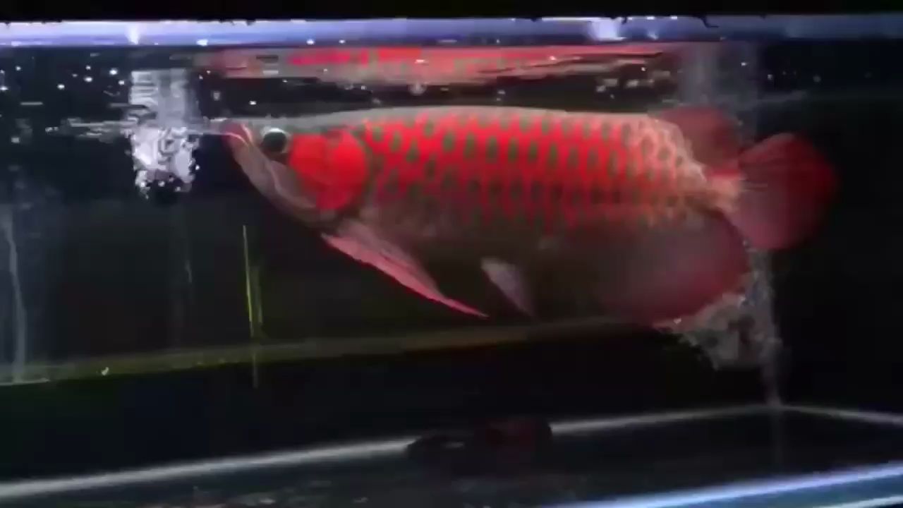 十堰水族館每天瞧一瞧龍魚圈 紅龍魚百科