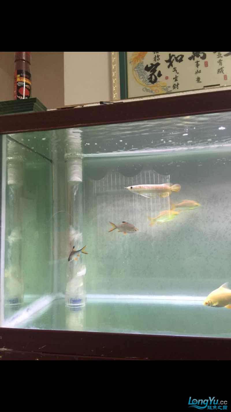 溫州水族館四海水族泰國(guó)貿(mào)易邀你來(lái)拼魚(yú)下水一個(gè)月