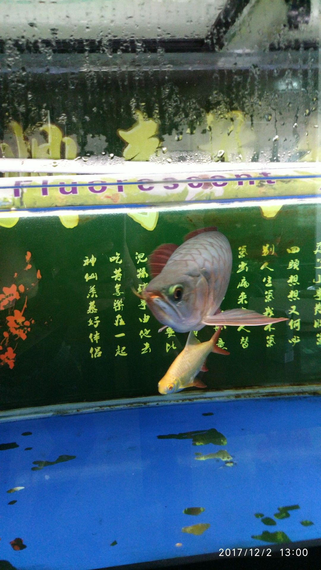 武漢水族館胖子紅龍 觀賞魚市場（混養(yǎng)魚） 第5張