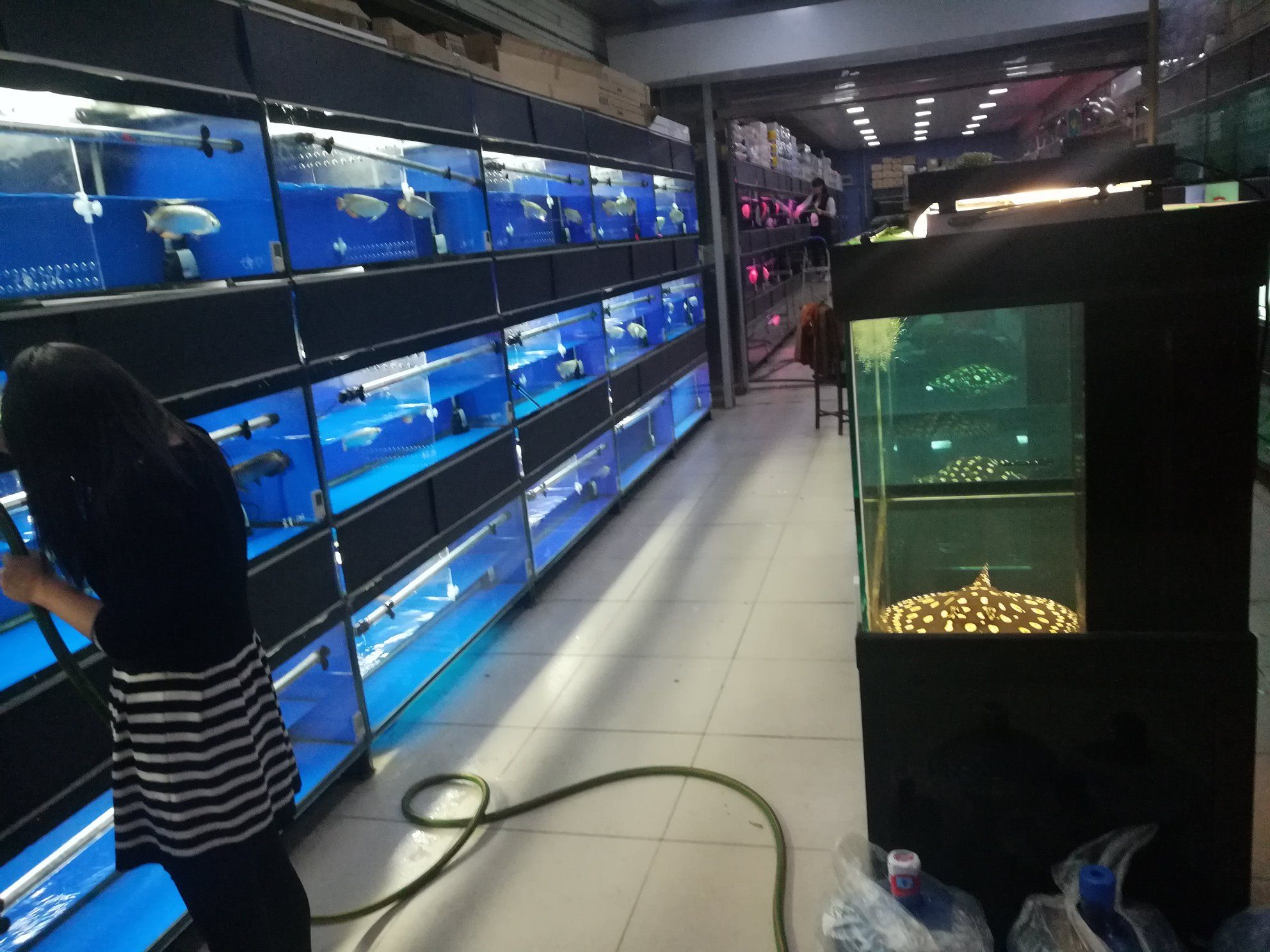 黃石水族館北京金源 虎斑恐龍魚 第6張