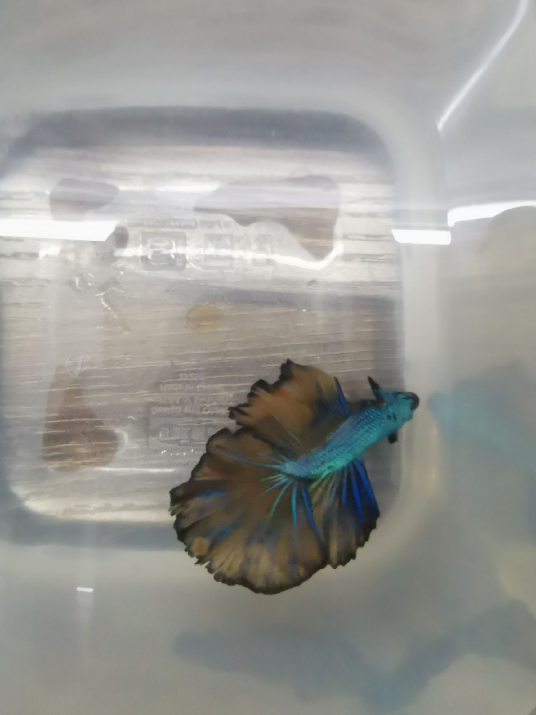 酒泉水族館新入手幾條泰斗 斑馬鴨嘴魚(yú) 第4張