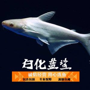 朝陽觀賞魚市場840烤一烤不知道有沒有效果