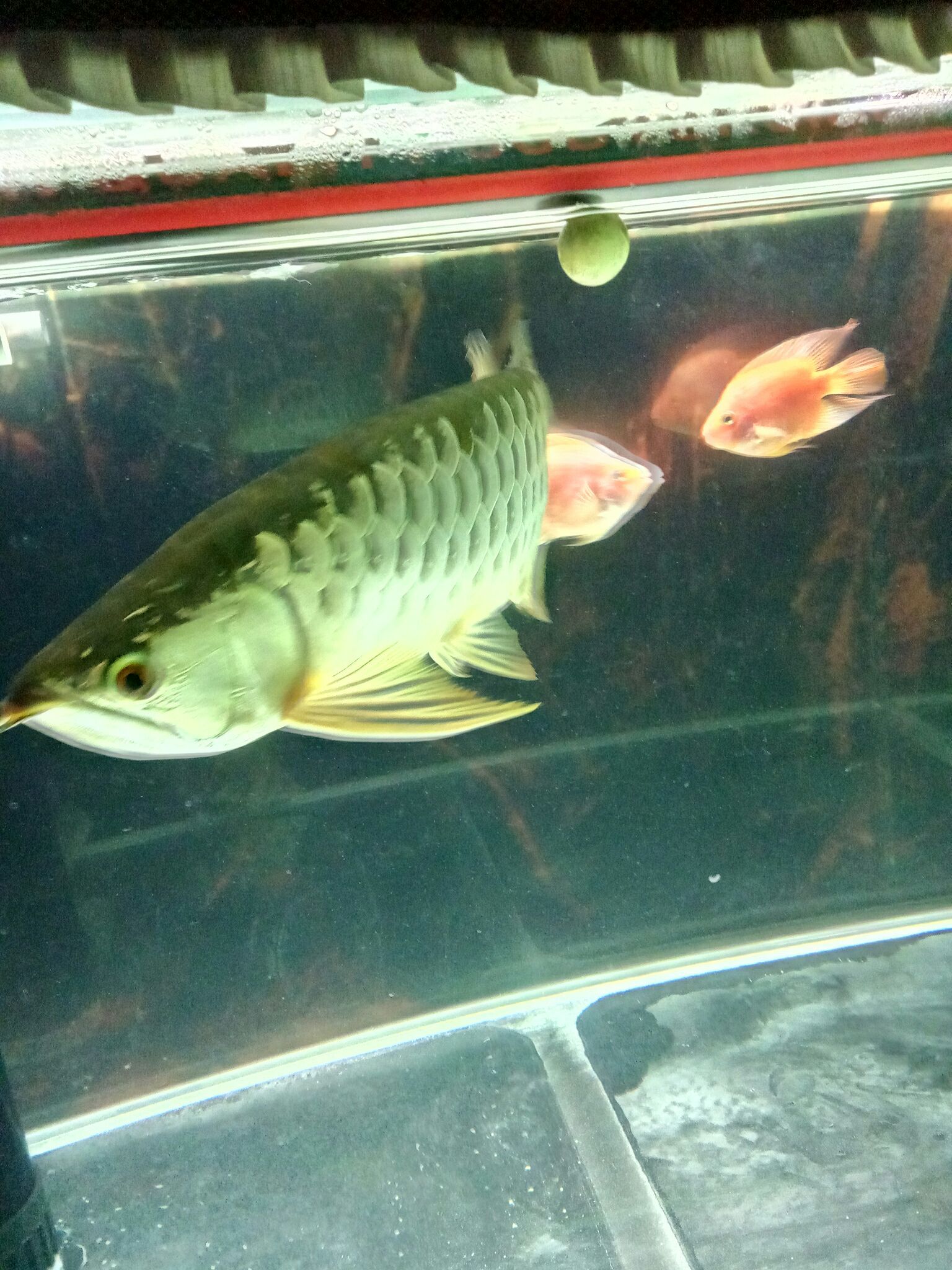 三亞觀賞魚市場讓你爆蟲 觀賞魚市場（混養(yǎng)魚） 第4張