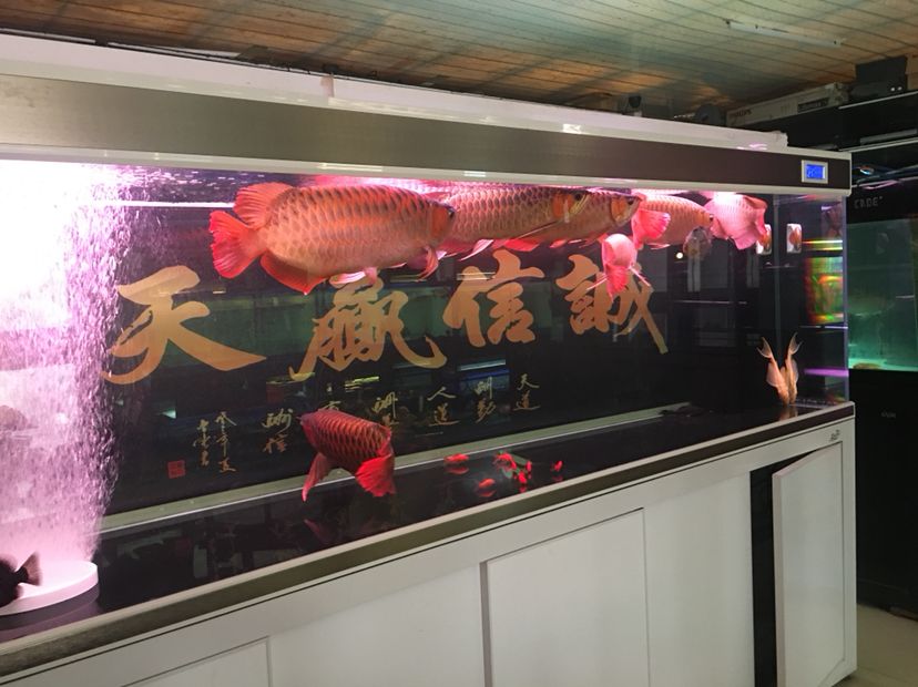 南充觀賞魚市場這就快打服了 觀賞魚市場（混養(yǎng)魚） 第4張