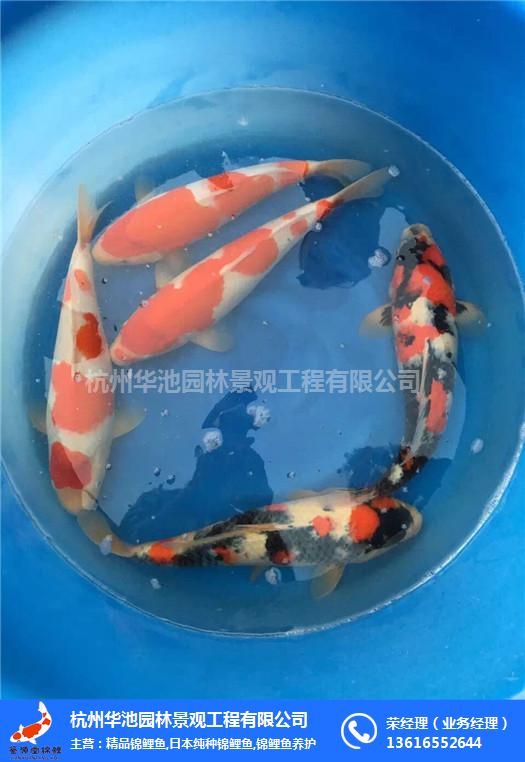 深圳水族館本土魚對(duì)本土人天然自來熟