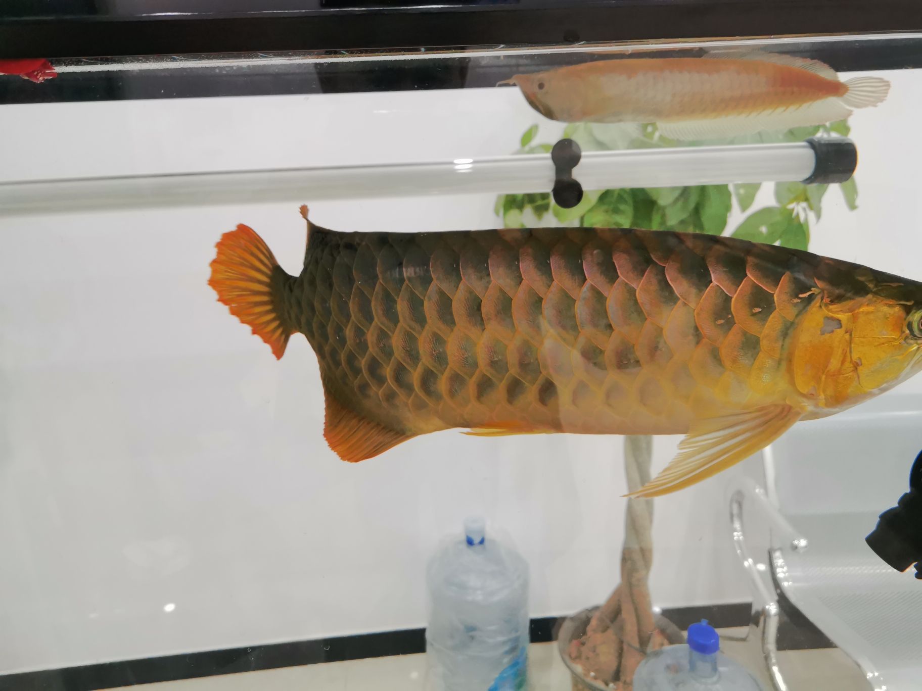 邵陽水族館請大神幫我看一下新入手的紅龍魚 和尚魚 第5張