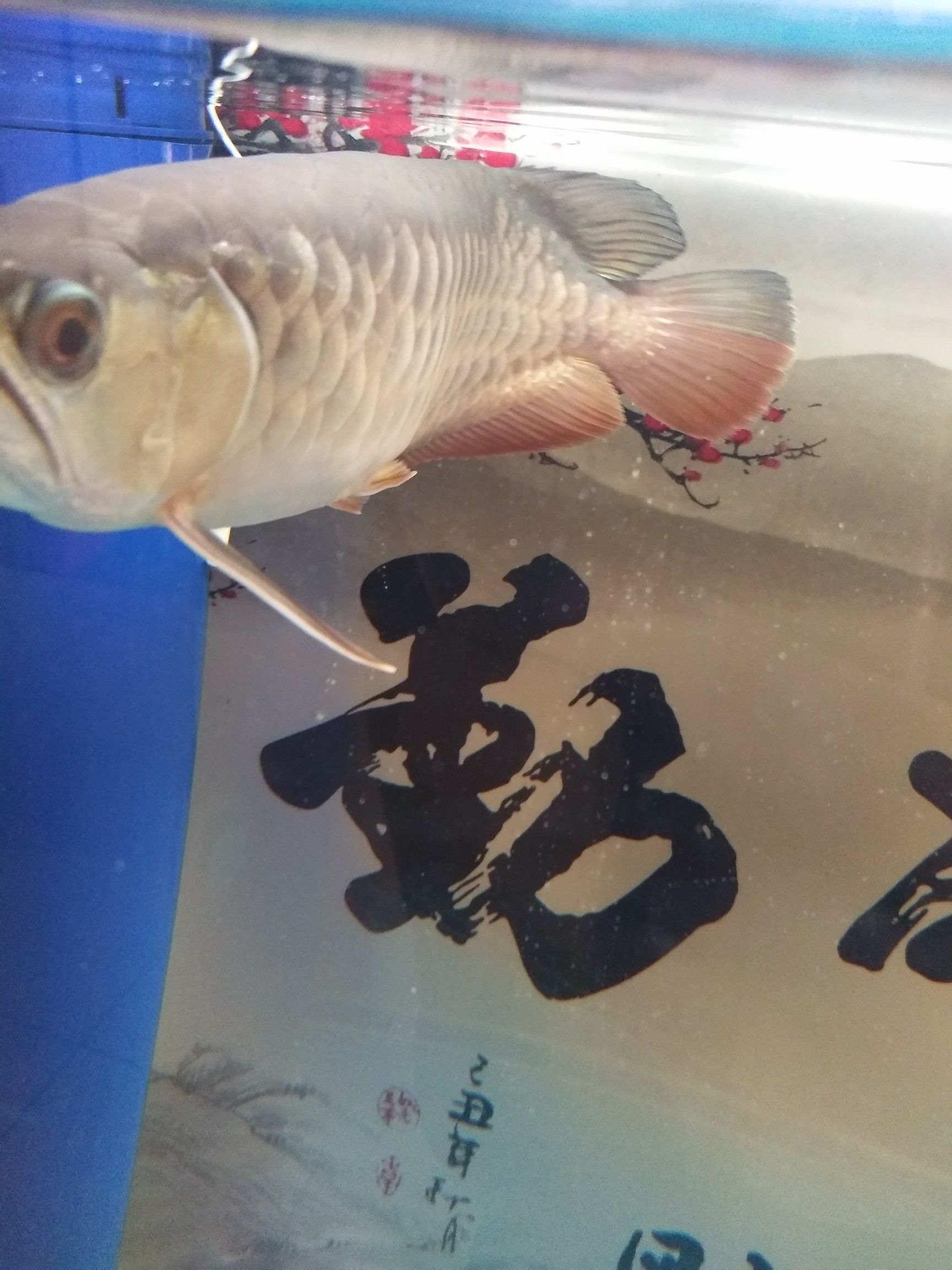 烏海觀賞魚市場(chǎng)求助掉眼的問題 觀賞魚市場(chǎng)（混養(yǎng)魚） 第5張