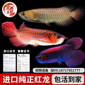 遂寧觀賞魚(yú)市場(chǎng)求助請(qǐng)幫助看看一眉還有救嗎？