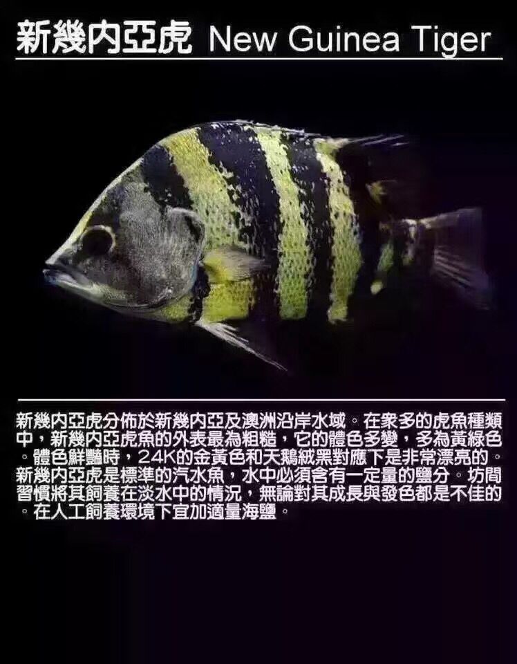 淮北觀賞魚市場虎魚種類