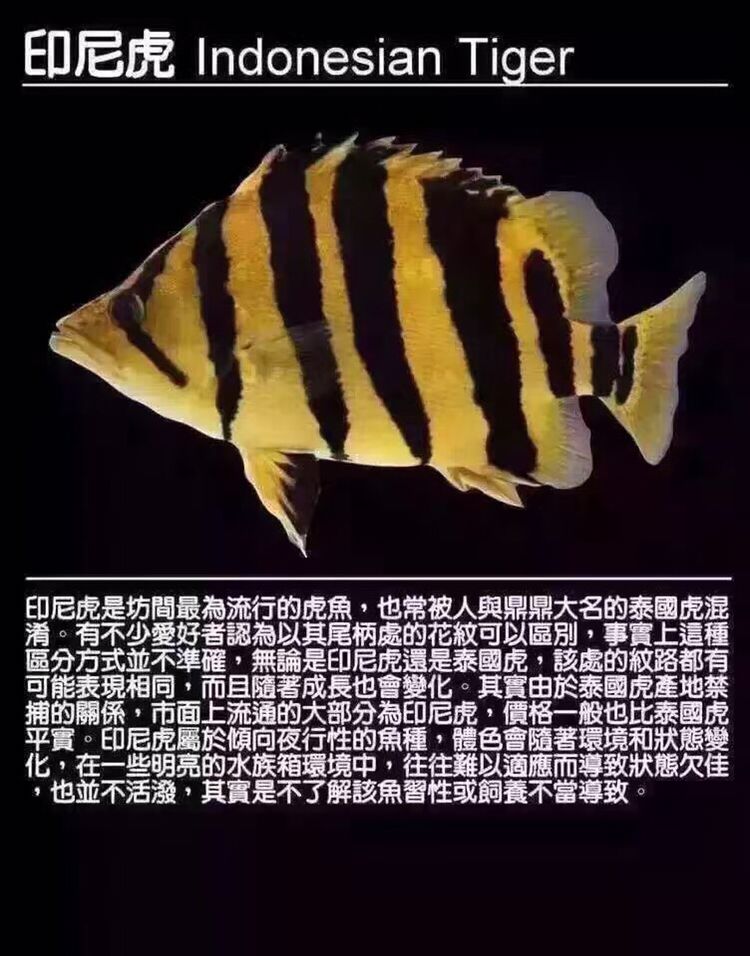 淮北觀賞魚市場虎魚種類