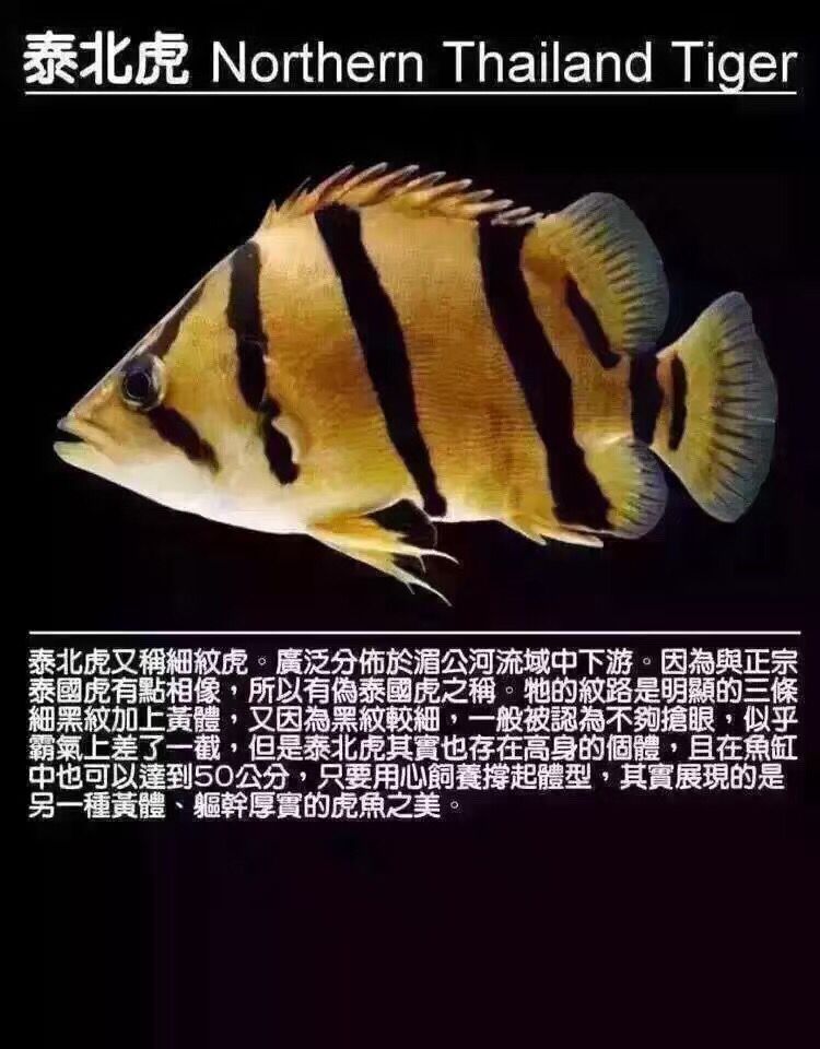 淮北觀賞魚市場虎魚種類