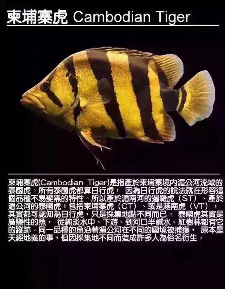 淮北觀賞魚(yú)市場(chǎng)虎魚(yú)種類(lèi) 觀賞魚(yú)市場(chǎng)（混養(yǎng)魚(yú)） 第4張